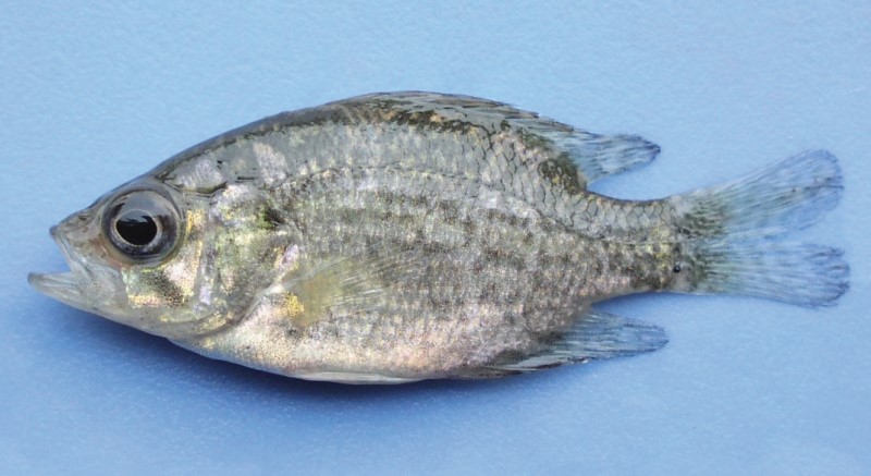 6 cm juvenile rock bass.