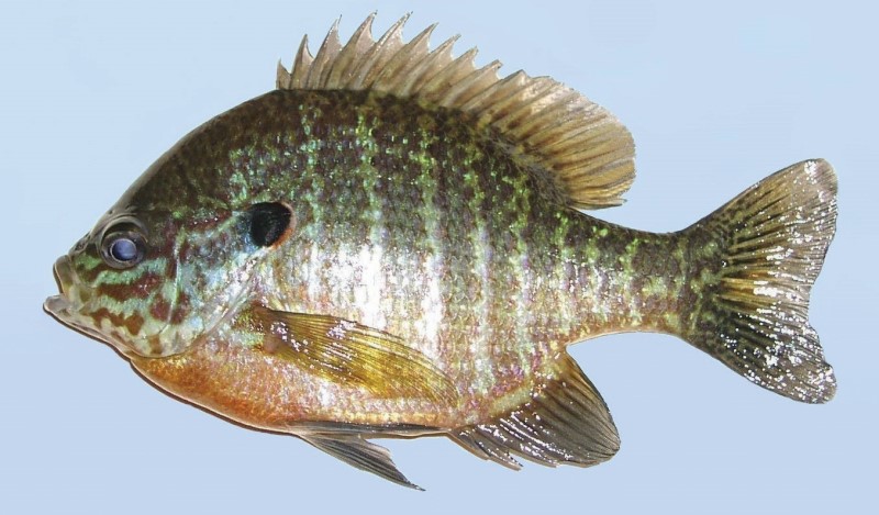 Bluegill pumpkinseed hybrid.