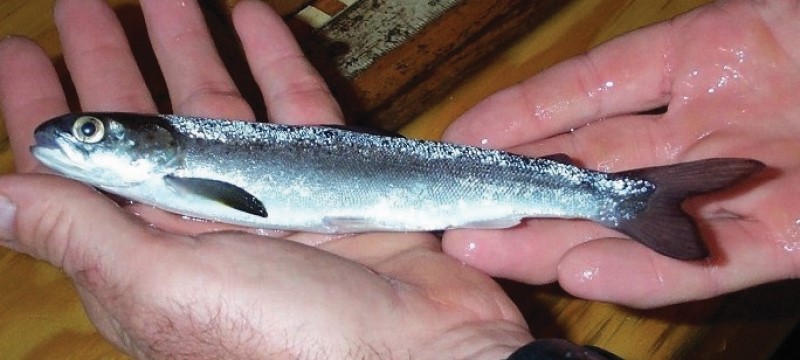 Atlantic salmon smolt.