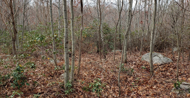 Clear Cut After