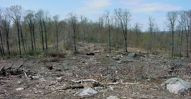 Clear Cut Before