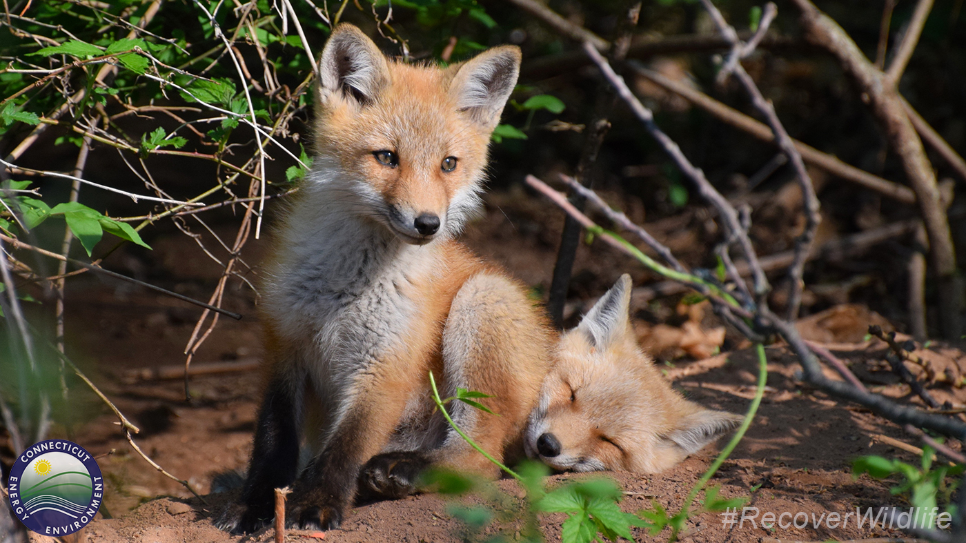 Fox Kits