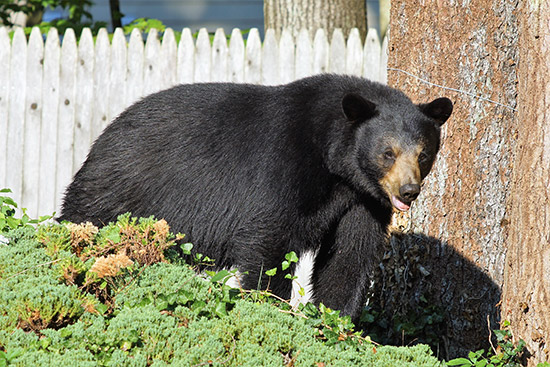 Black bear