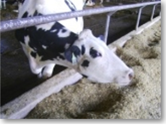 diary cow image