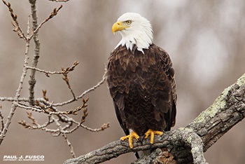 Adult Bald Eagle