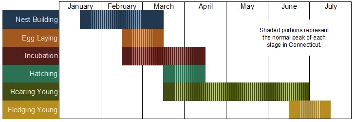 Eagle Nesting Schedule