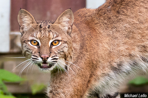 Bobcat