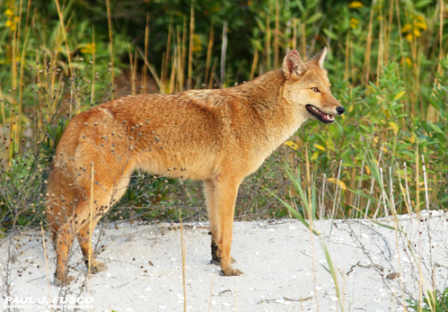 Eastern Coyote