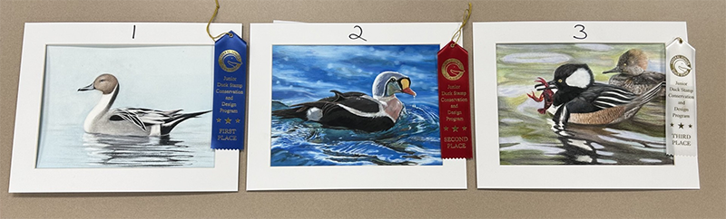 Image of three paintings of ducks that placed in Group three of the 2025 Junior Duck Stamp Art Contest.