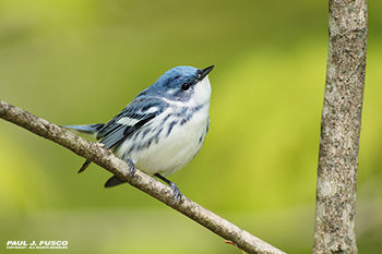 Cerulean Warbler