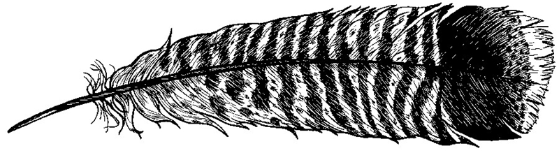 Turkey Feather