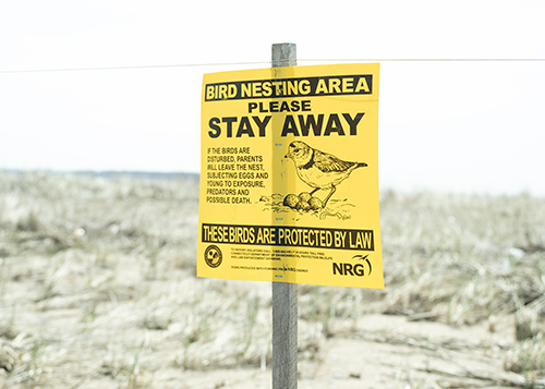 Stay Away from Bird Nesting Area sign and protective string fencing