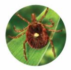 Lone Star Tick