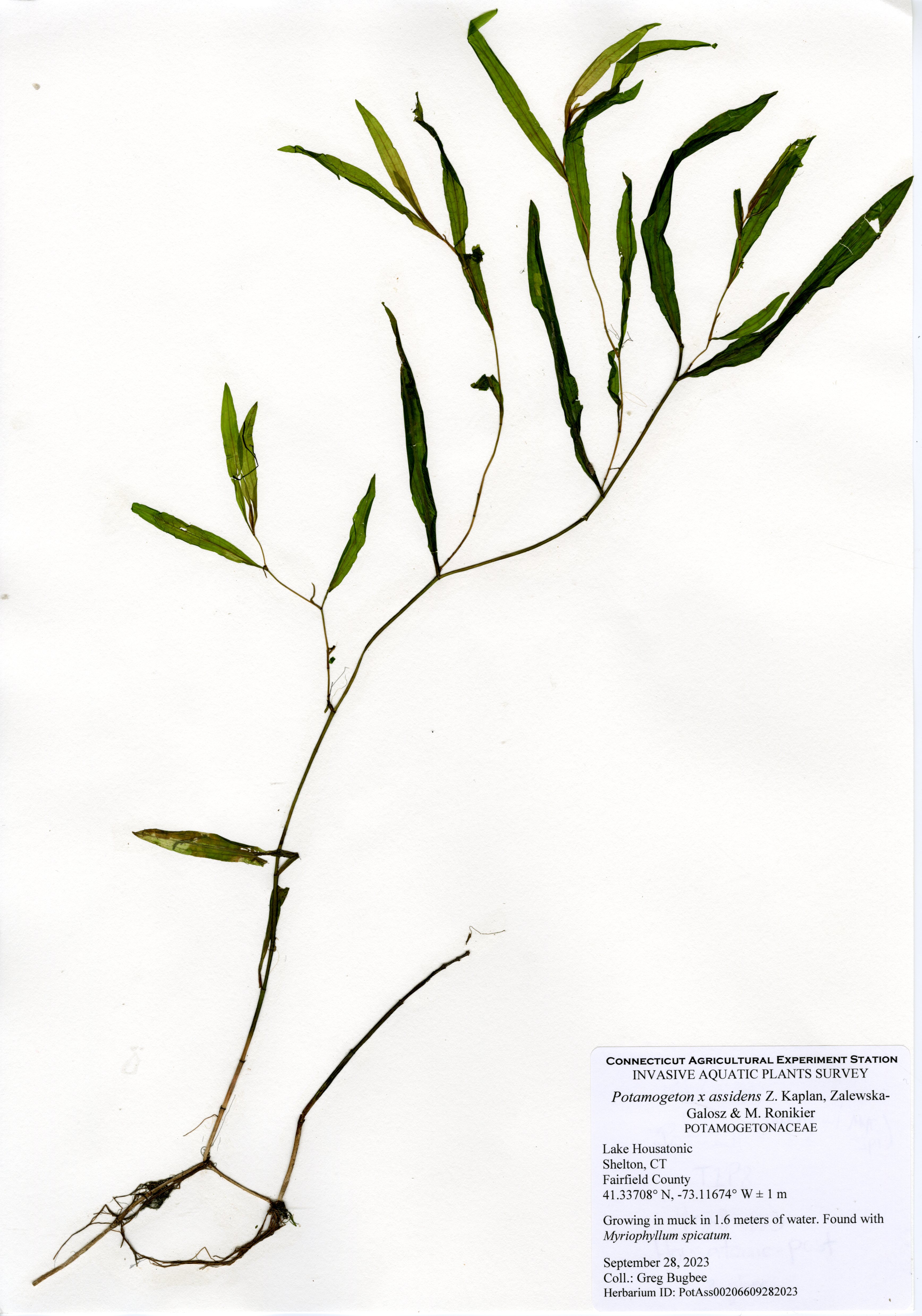 Mount of Potamogeton x assidens from Lake Housatonic