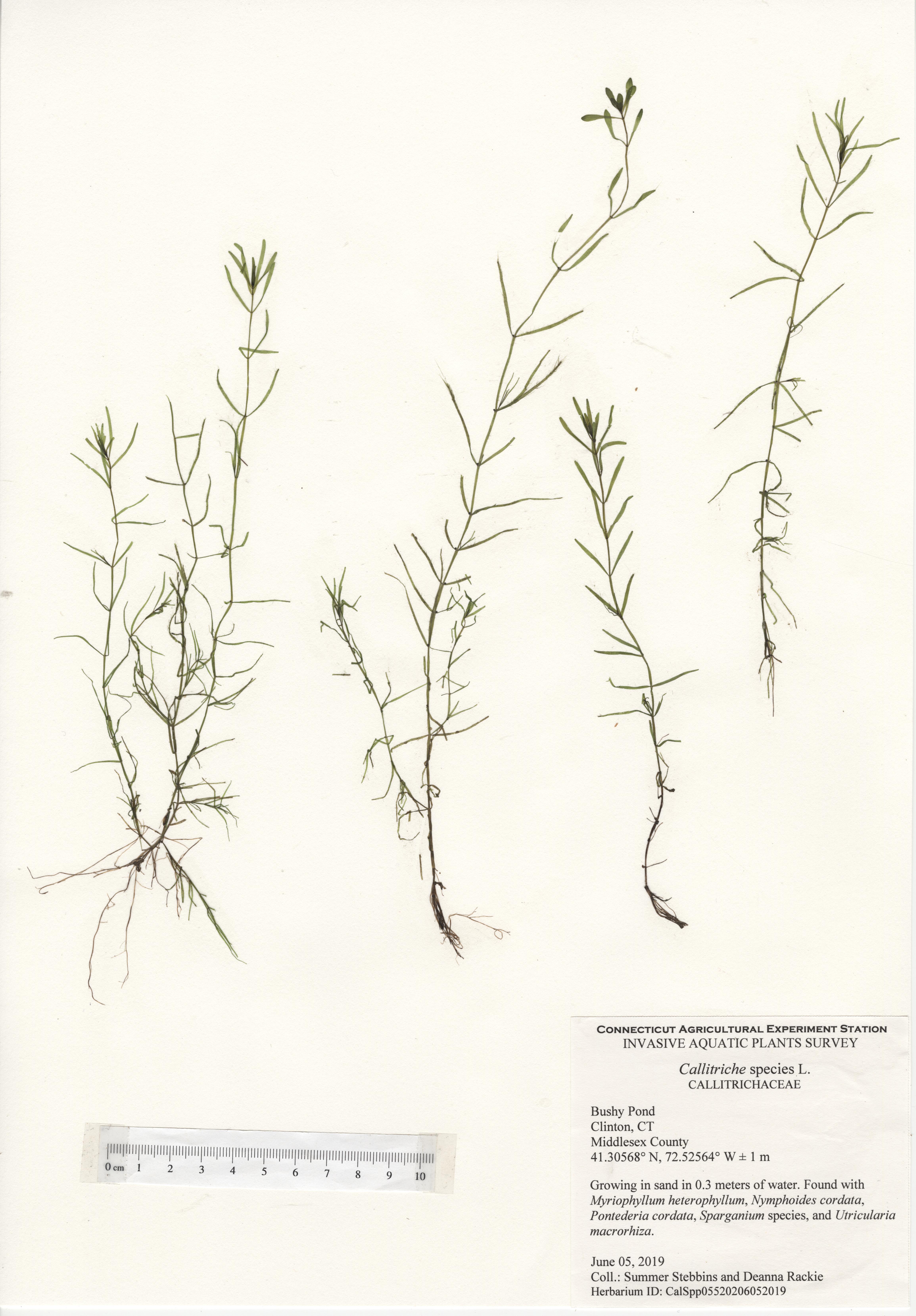 Callitriche species, Bushy Pond, June 05, 2019