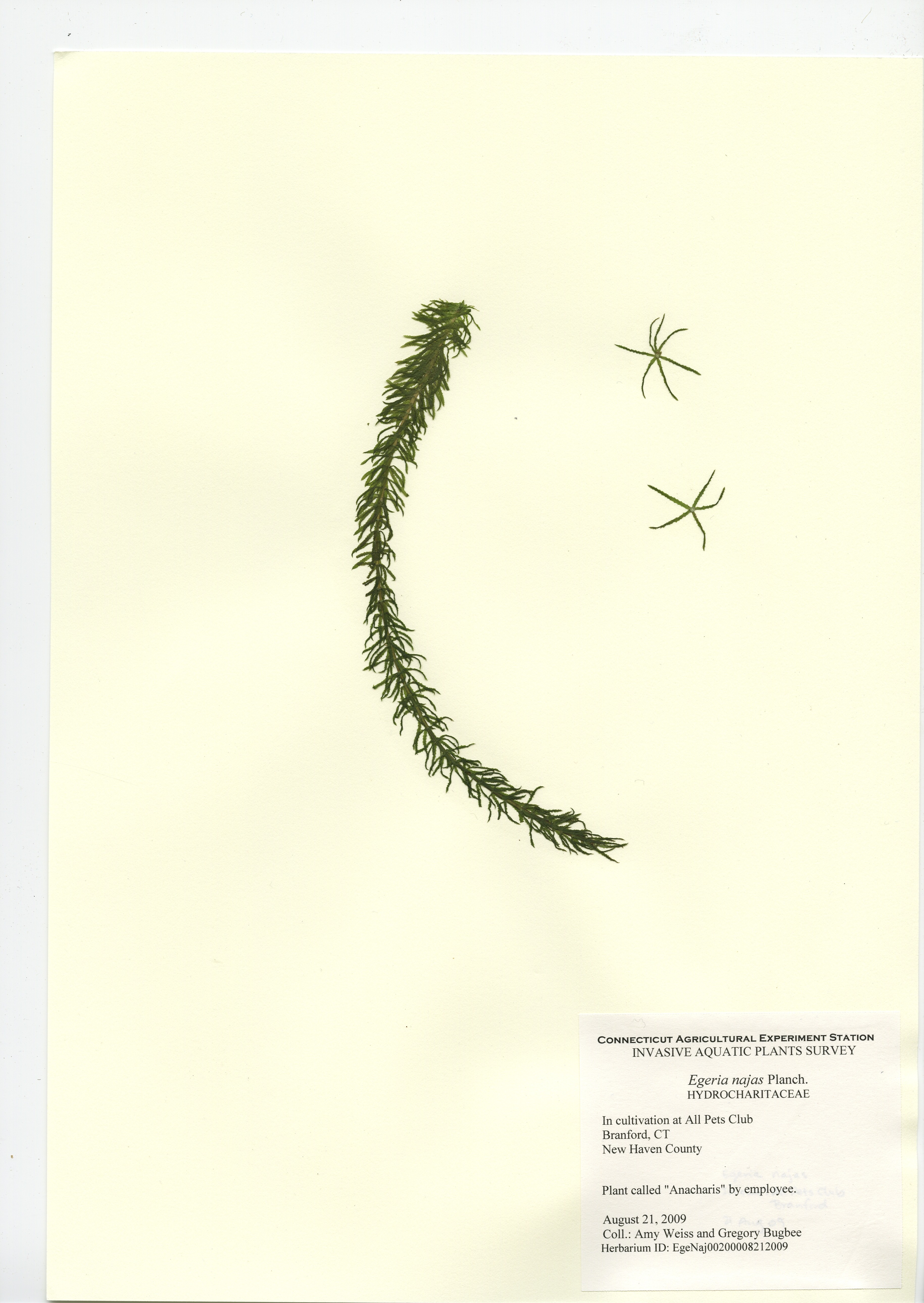 Egeria najas in Branford, August 21, 2009