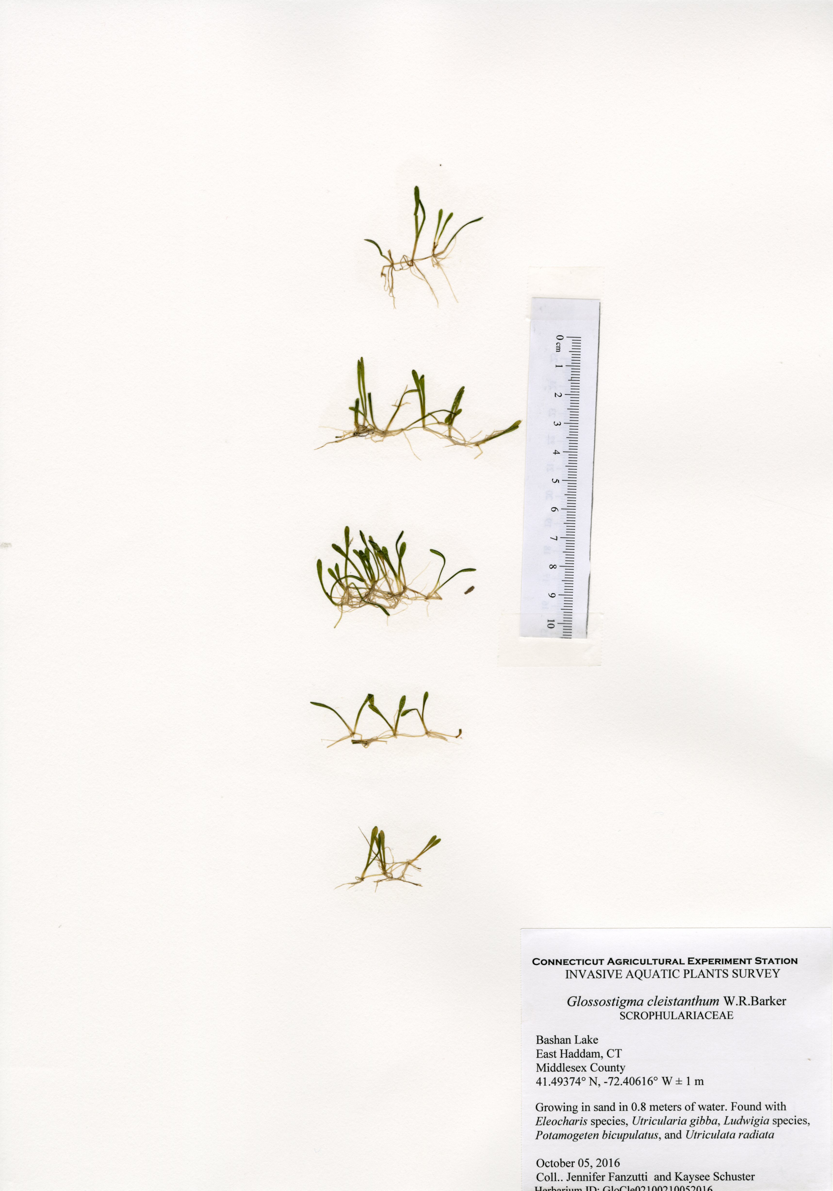 Glossostigma cleistanthum, Bashan Lake in East Haddam, October 5, 2016