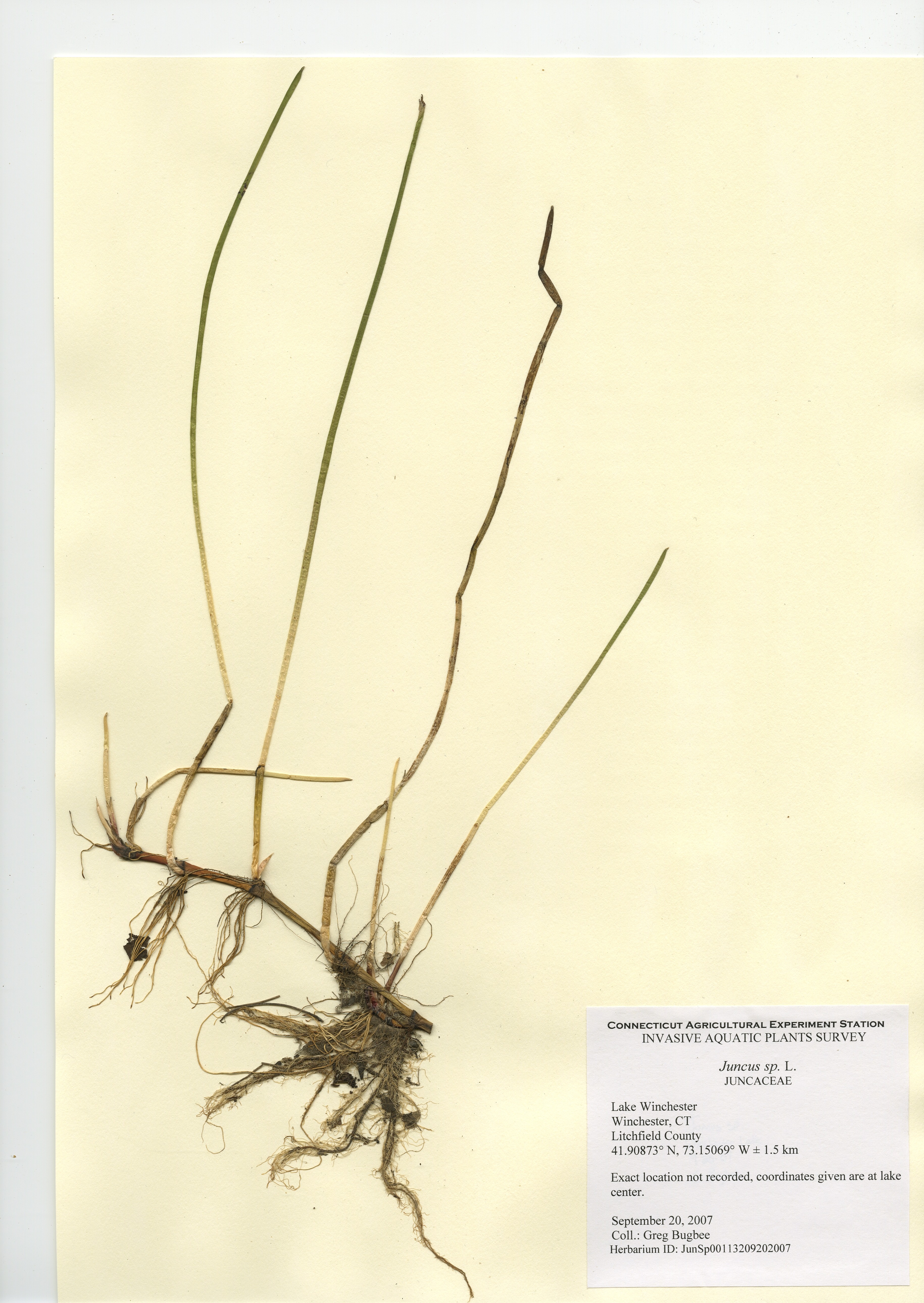 Juncus species, Lake Winchester in Winchester, September 20, 2007