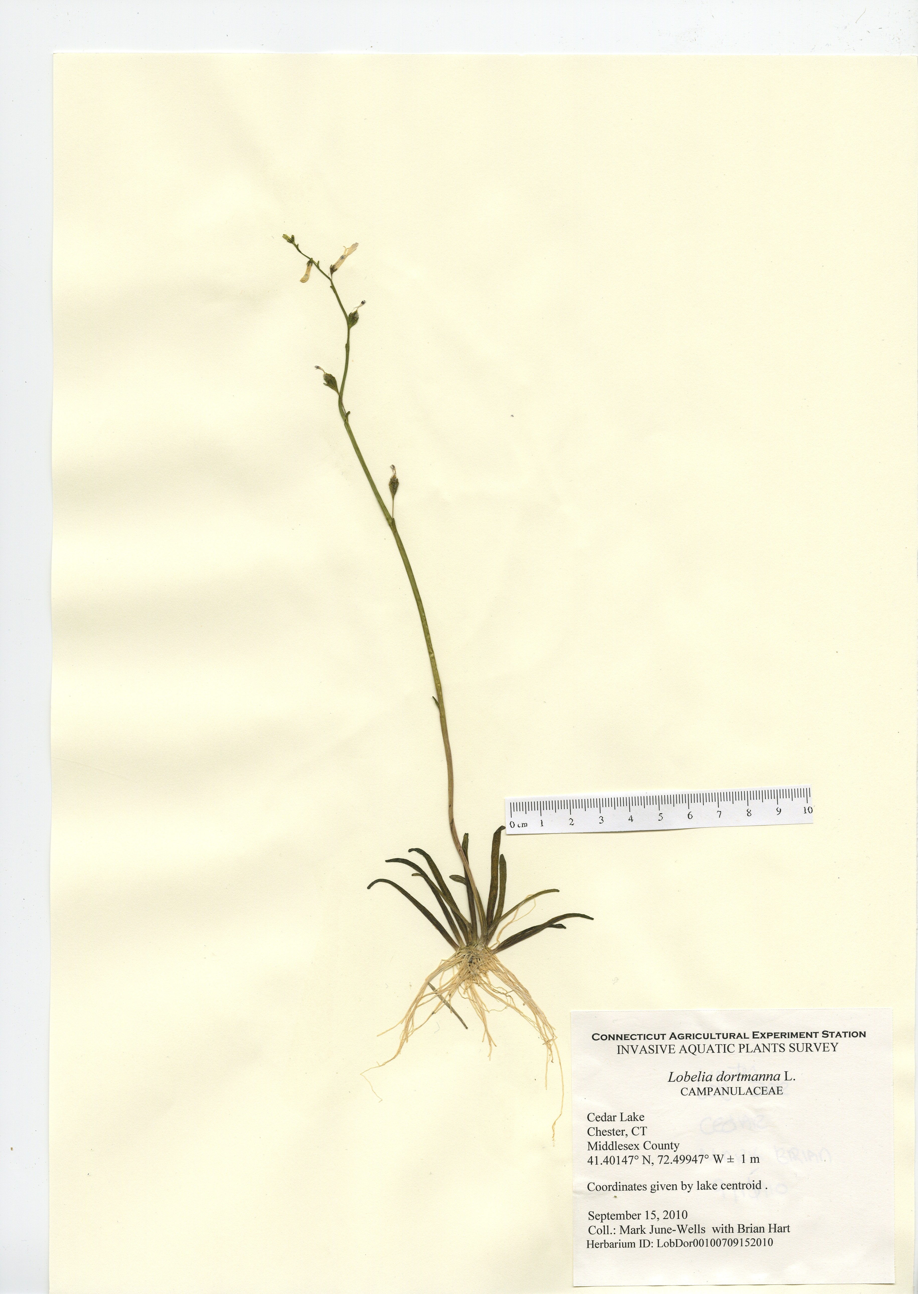 Lobelia dortmanna, Cedar Lake in Chester, September 5, 2010