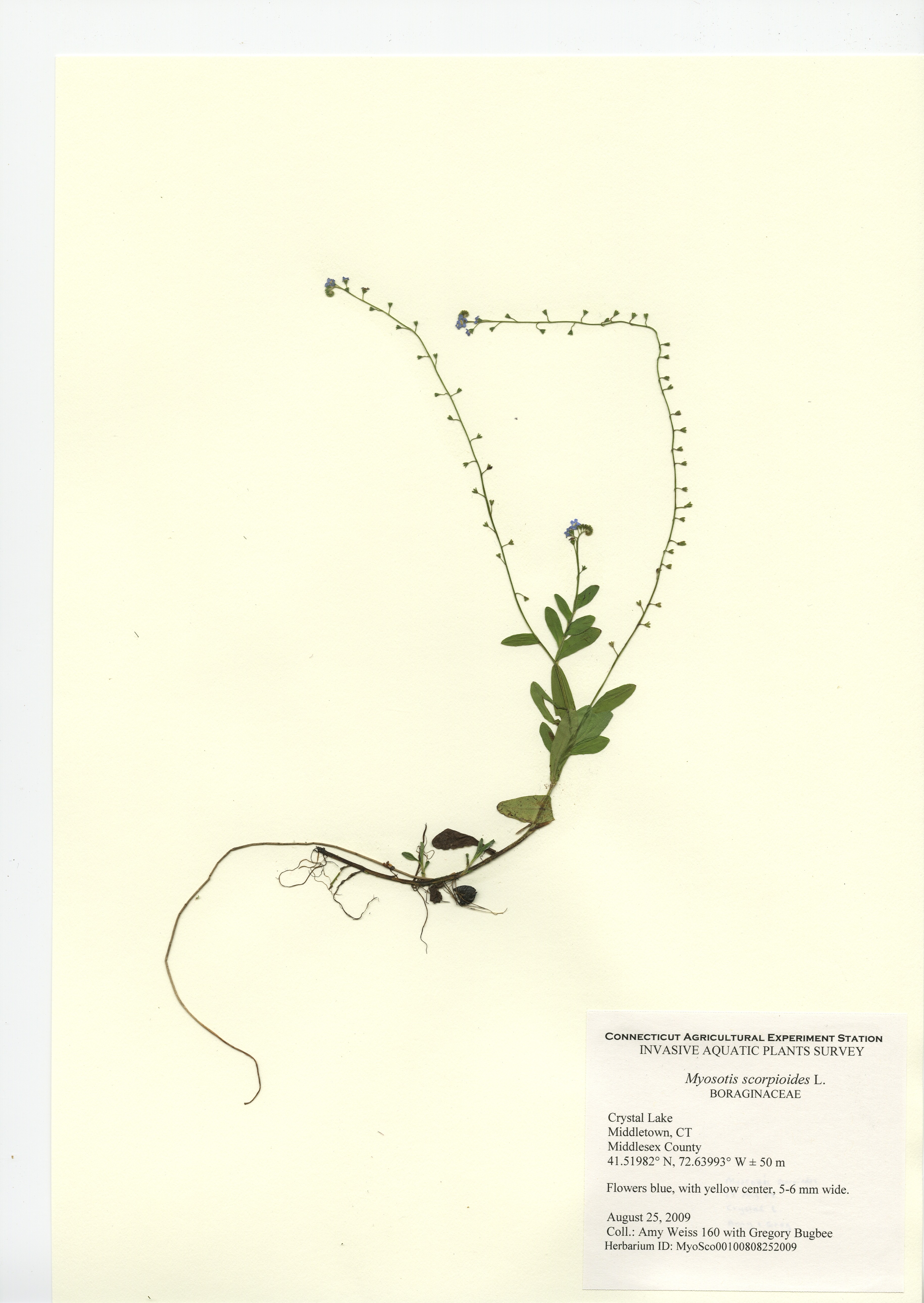 Myosotis scorpioides, Crystal Lake in Middletown, August 25, 2009