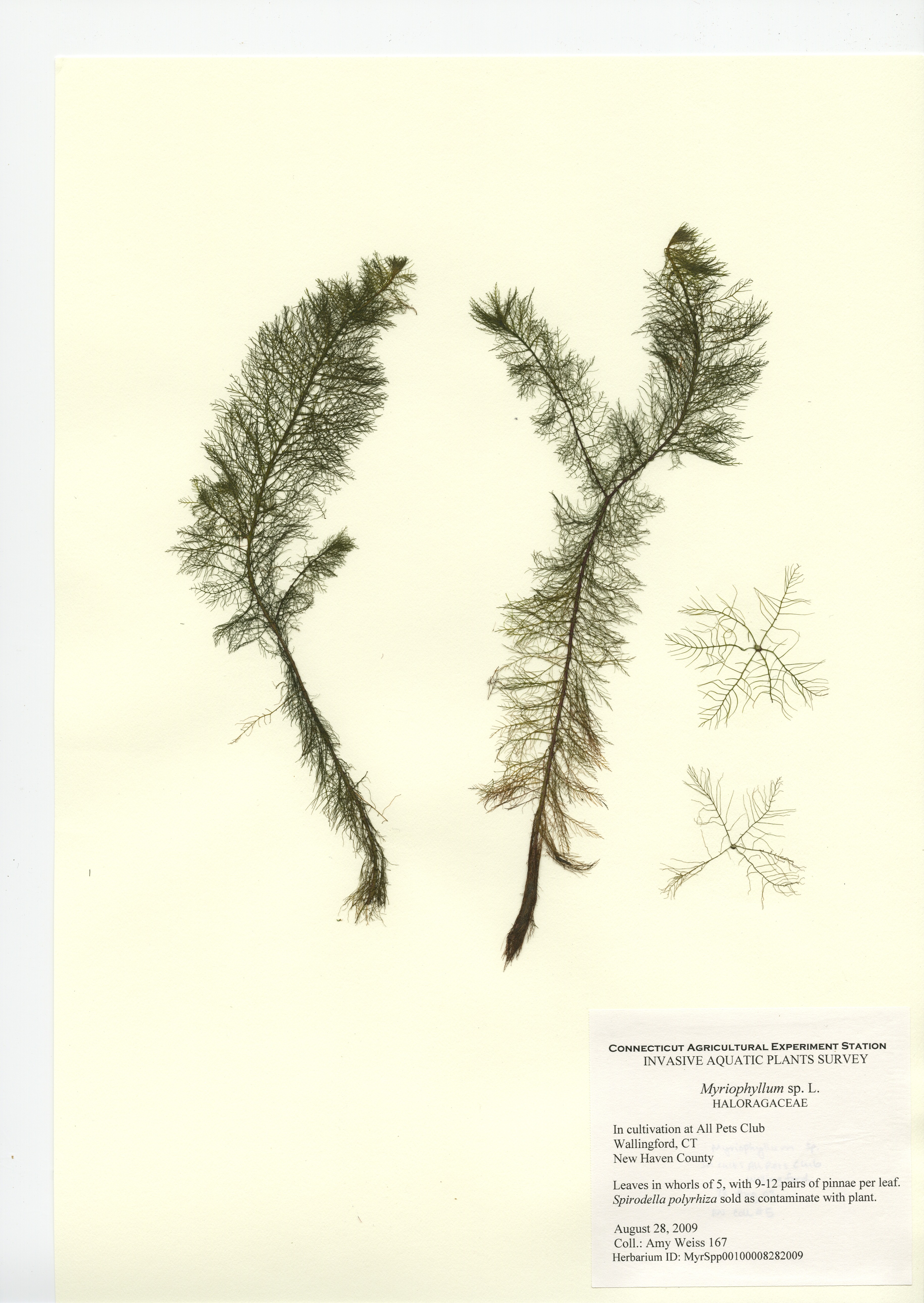 Myriophyllum species, in cultivation at All Pets Club in Wallingford, August 28, 2009