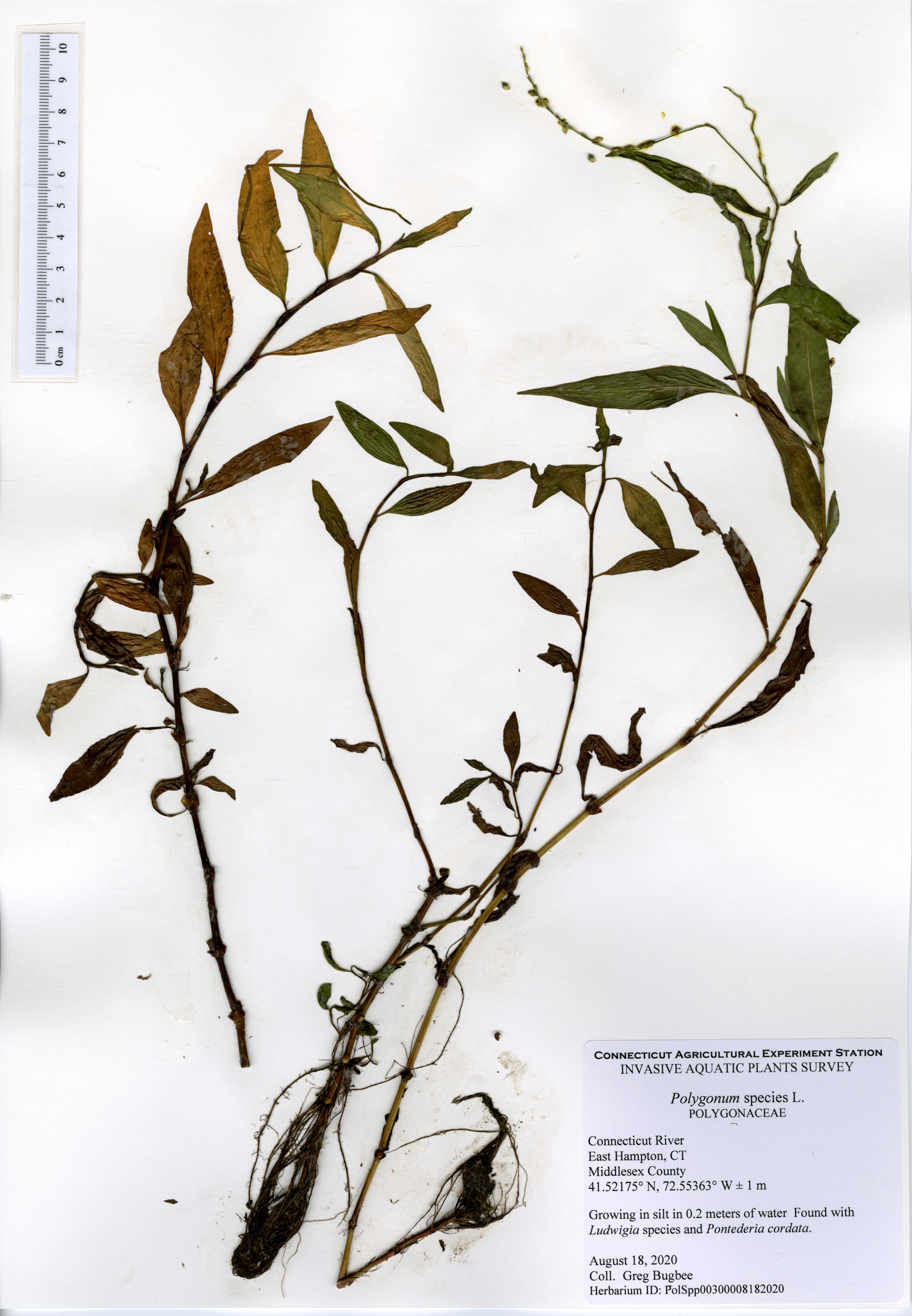 Polygonum species, East Haddam, Connecticut River, August 18, 2020