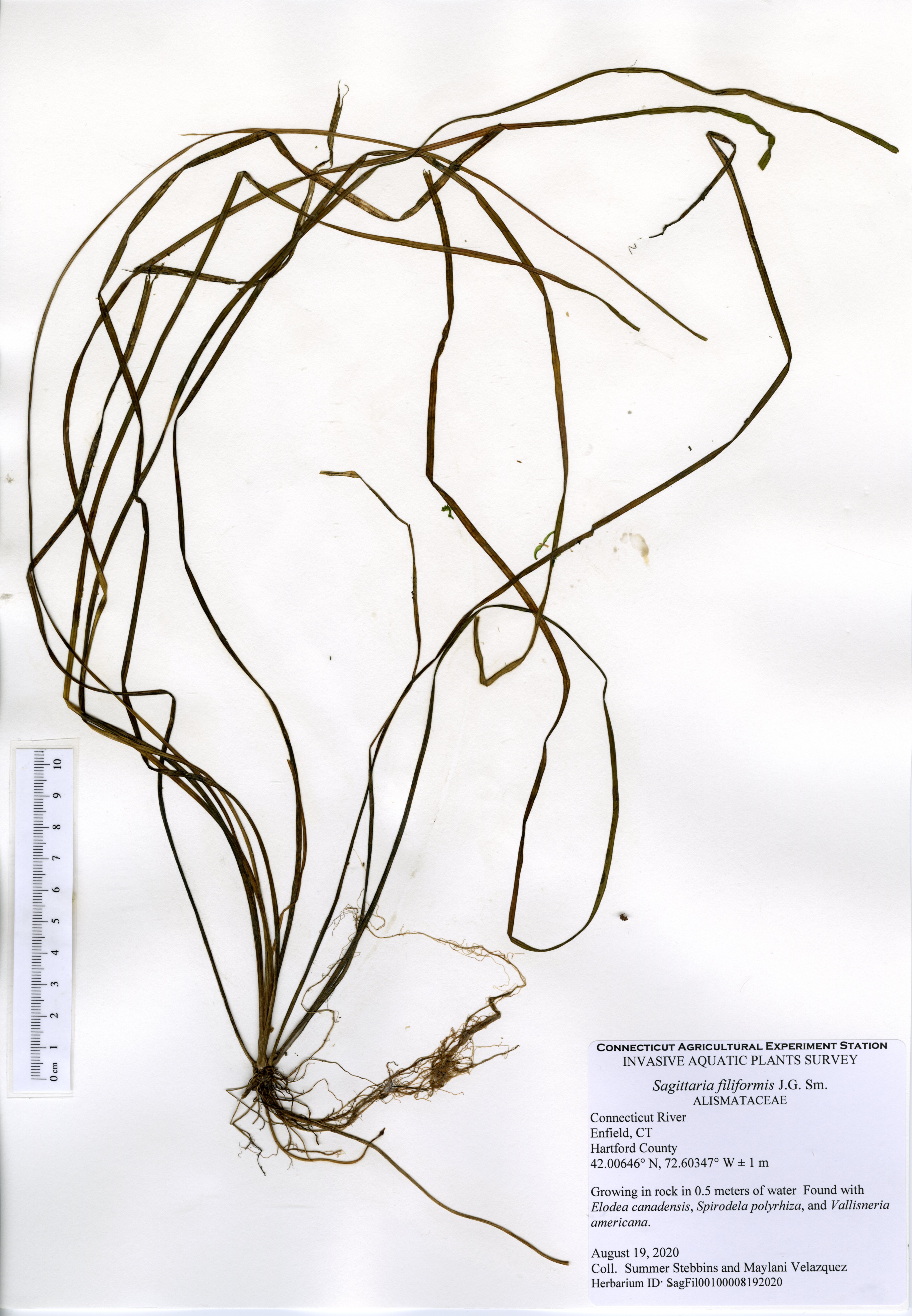 Sagittaria filiformis, Connecticut River in Enfield, August 19, 2020