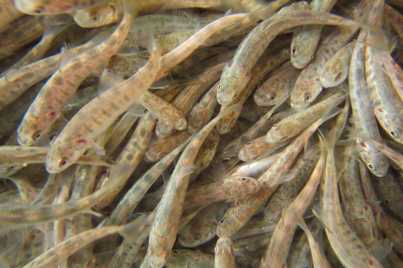 brown trout fry