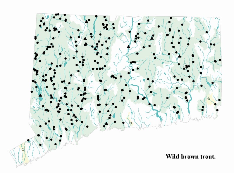 Wild brown trout distribution map.