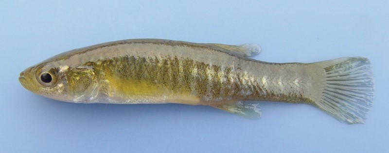 6 cm mummichog.