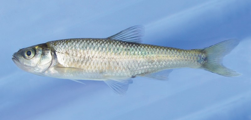 8 cm common shiner swimming.
