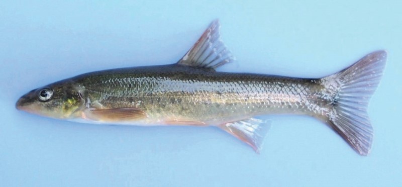 Longnose dace.