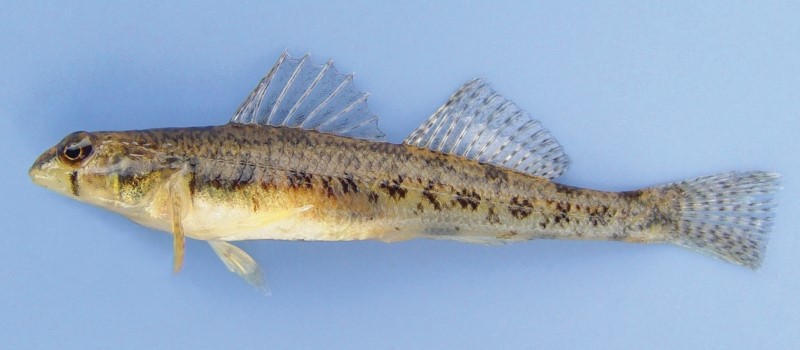 6 cm tessellated darter.