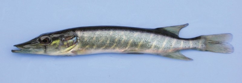 12 cm northern pike.