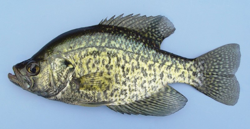 21 cm black crappie.