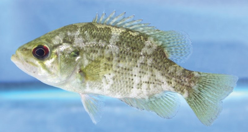 Rock bass light phase in a tank.