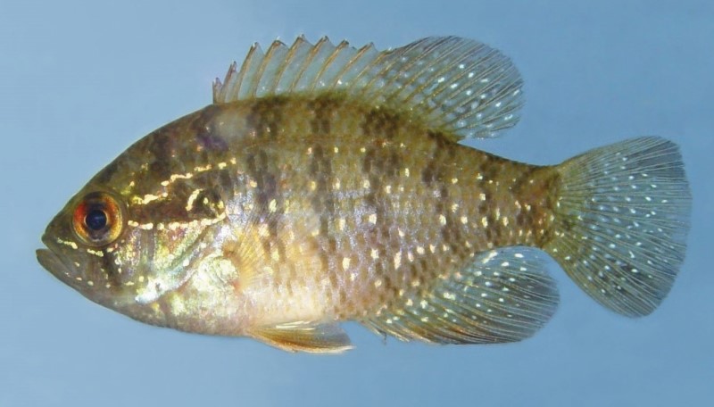 7 cm banded sunfish.