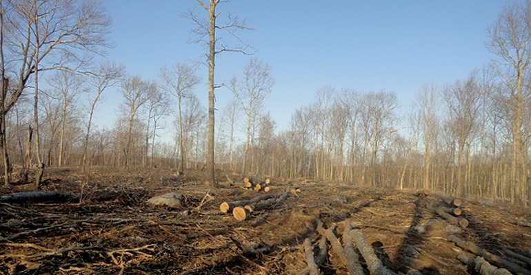 Irregular Shelterwood Harvest Before