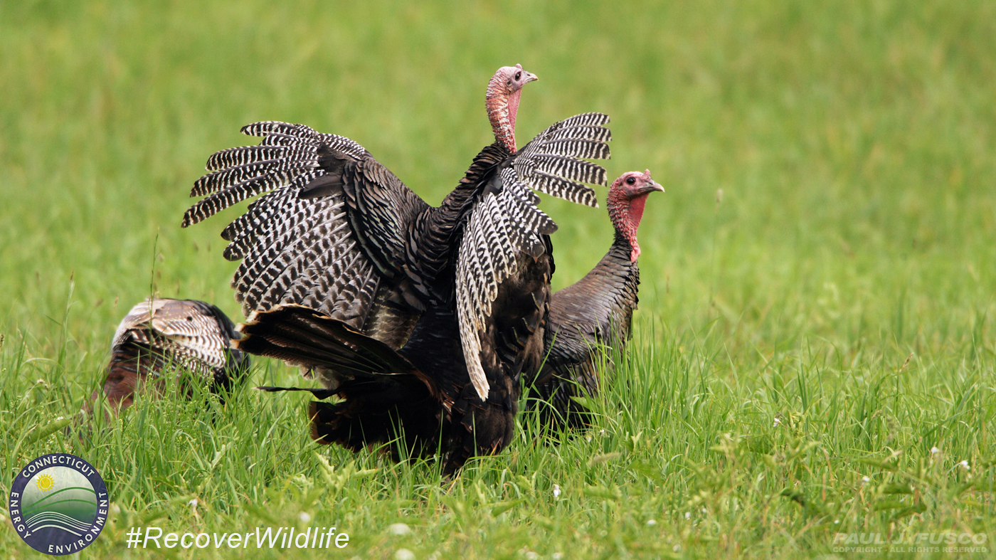 Wild Turkeys