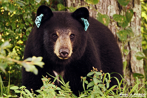 Black Bear