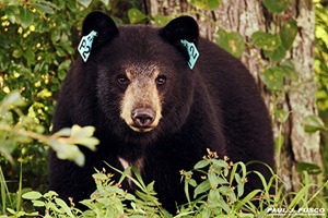 Black Bear