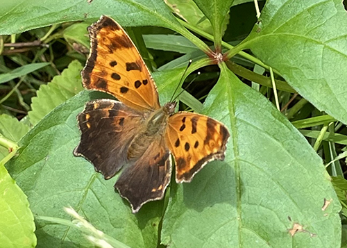 Eastern Comma Annie