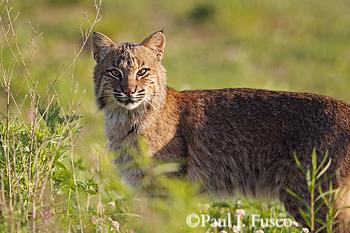 Bobcat