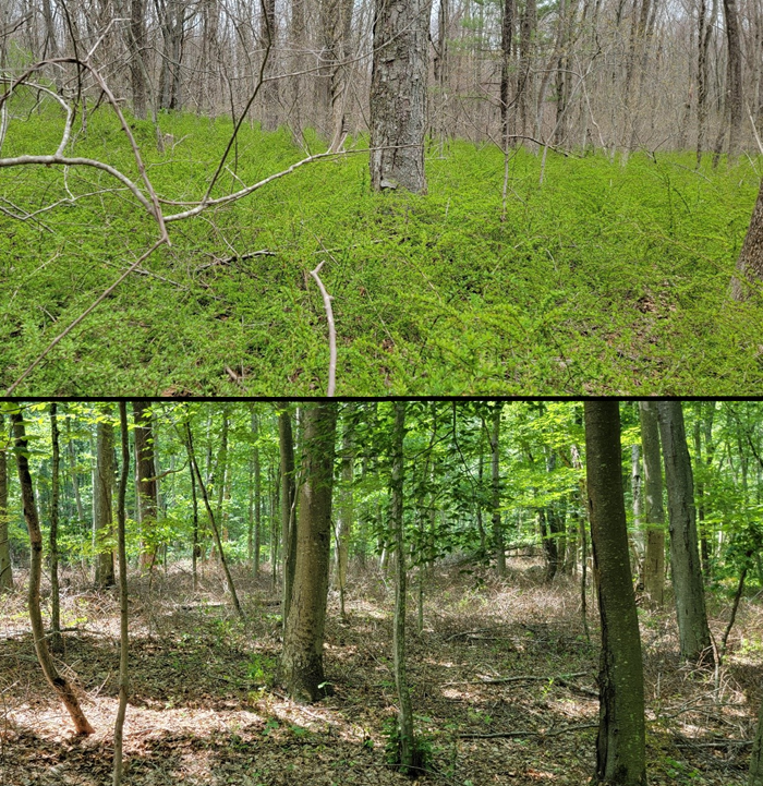 Private forested land adjacent to Bishop Swamp Wildlife Management Area in Andover, CT. Photos depict the same land before (upper) and after (lower) the removal of invasive Japanese barberry, a prevalent nonnative shrub. Photos courtesy of Andover Conservation Commission / Hank Gruner.