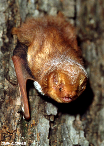 Eastern Red Bat