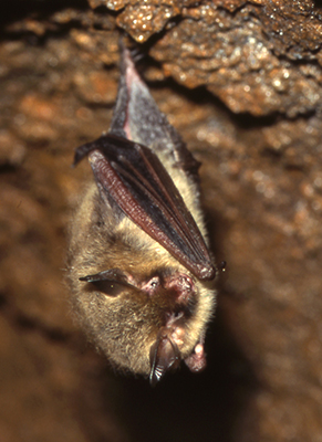 Northern Long-eared Bat