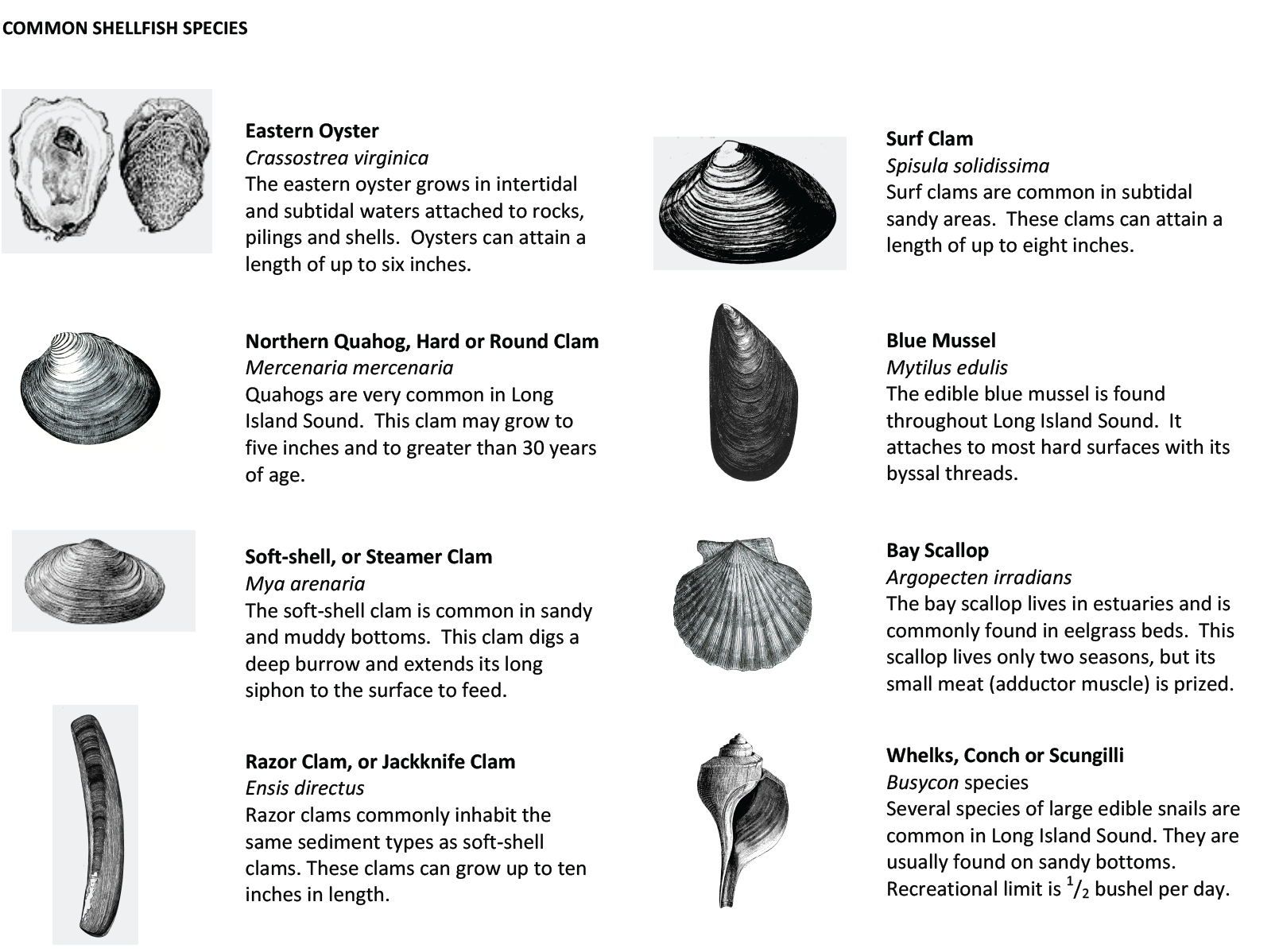 Connecticut Shellfish Species