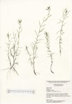 Callitriche species, Bushy Pond, June 05, 2019