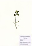 Cardamine species, Crystal Pond, July 14, 2009