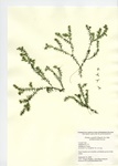 Elodea nuttalii, Crystal Lake in Middletown, September 2, 2008